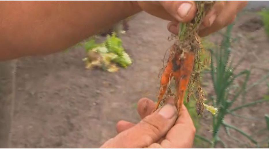  Carottes: Trucs et Astuces 