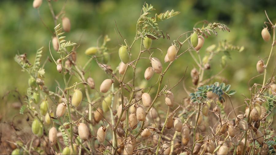 L'ILVO ENTAME UNE SÉLECTION DU POIS CHICHE