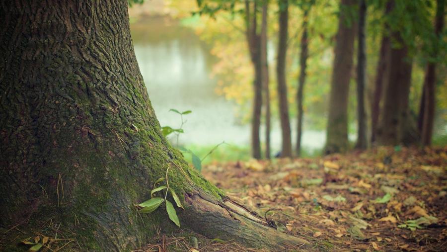 Une utilisation européenne plus durable des plantes et des sols