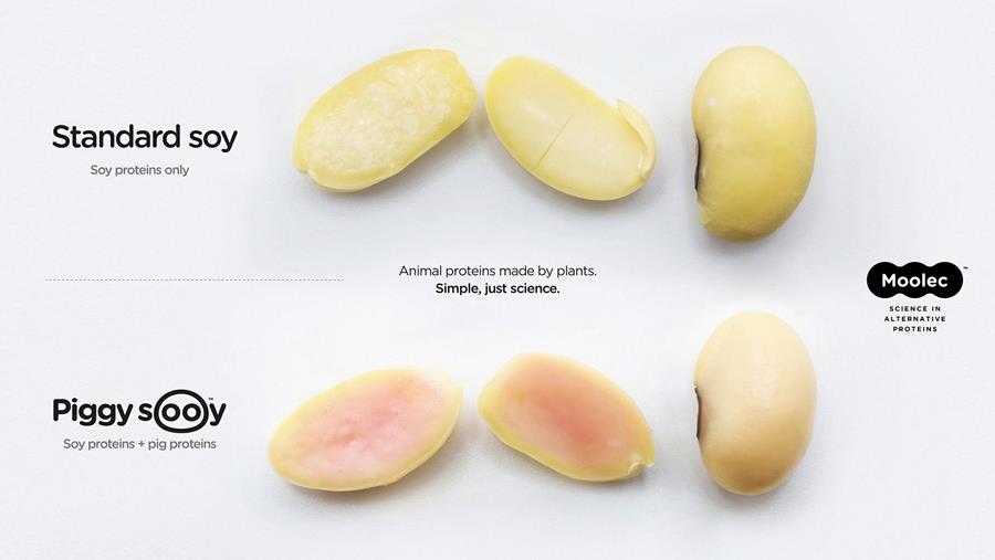 Des fèves de soja modifiées avec des gènes de porc