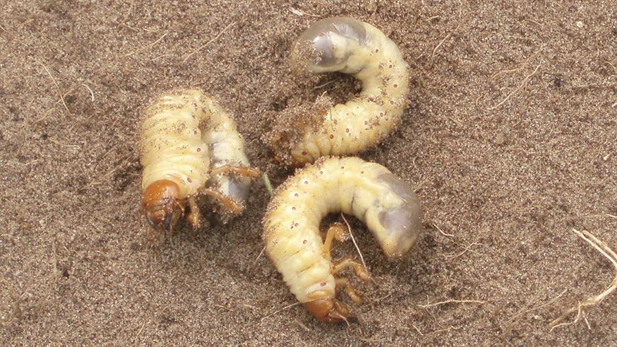 Quand la lutte naturelle contre les parasites s'impose