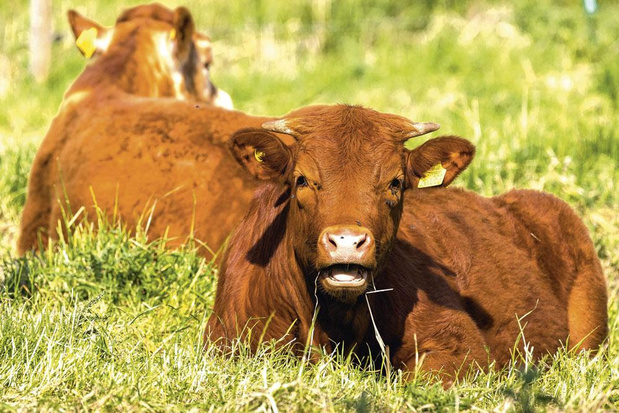 Vers un plan de prévention des zoonoses