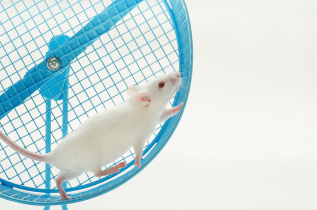 Artrose: twijfel over fysieke activiteit, bevestiging van een GLP-1-agonist