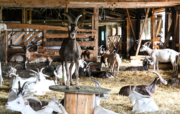Coup de pouce européen aux chèvres médicaments wallonnes
