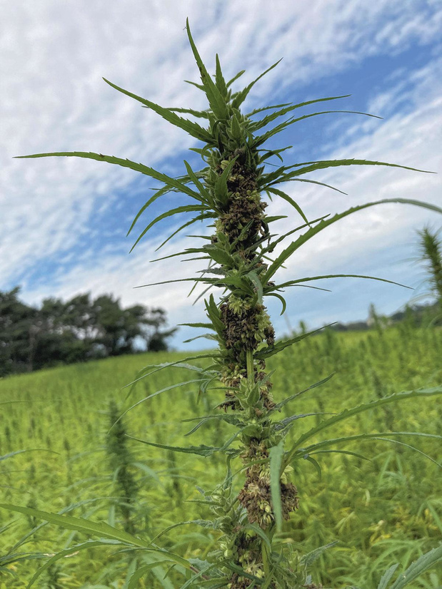 À la découverte du chanvre 