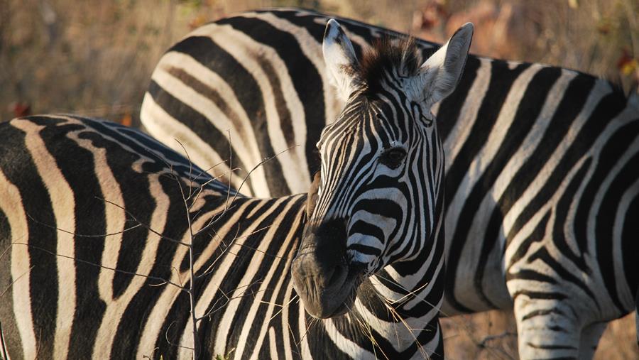 Hoefgetrappel? Volgens medische AI waarschijnlijk een zebra.