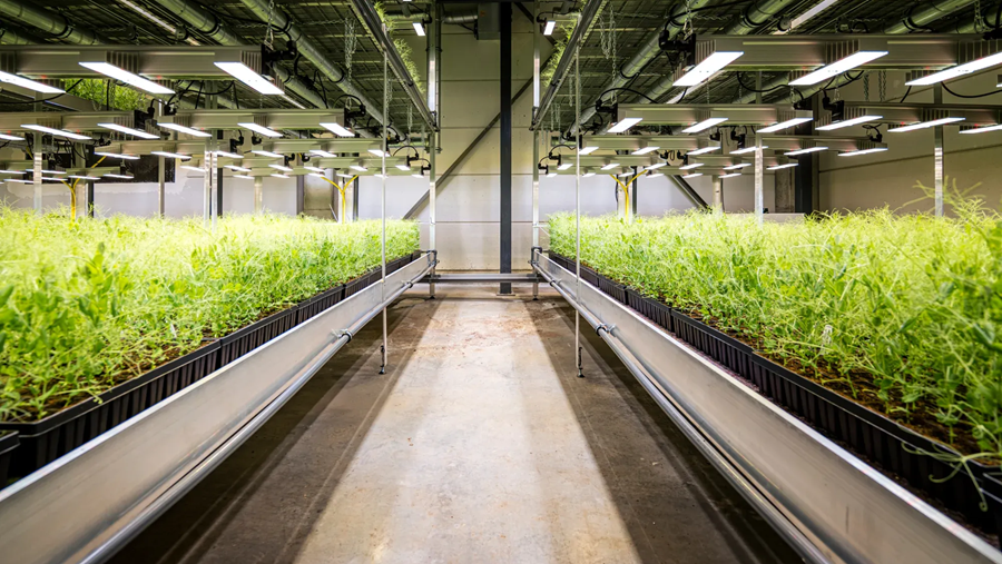 Protealis élargit son offre de variétés de soja à maturation précoce