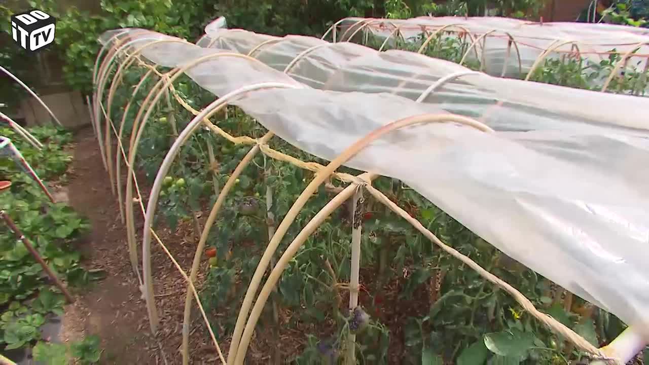 ALLES WAT JE MOET WETEN OVER TOMATEN