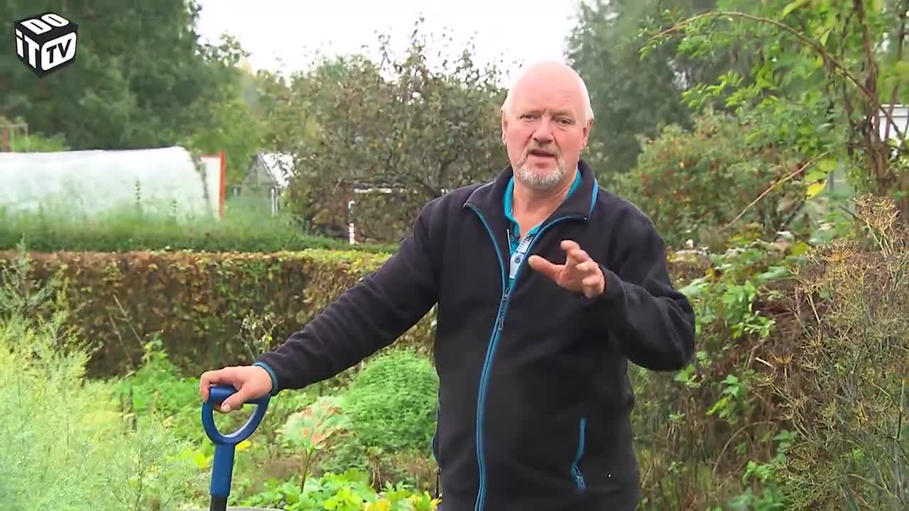 COMMENT CULTIVER LA CHICOREE