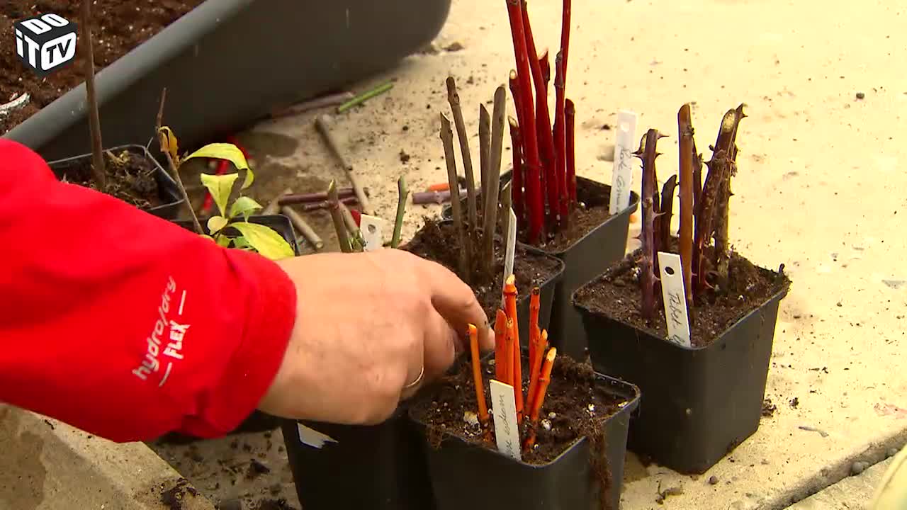 WINTERSTEKKEN VOOR JE TUIN